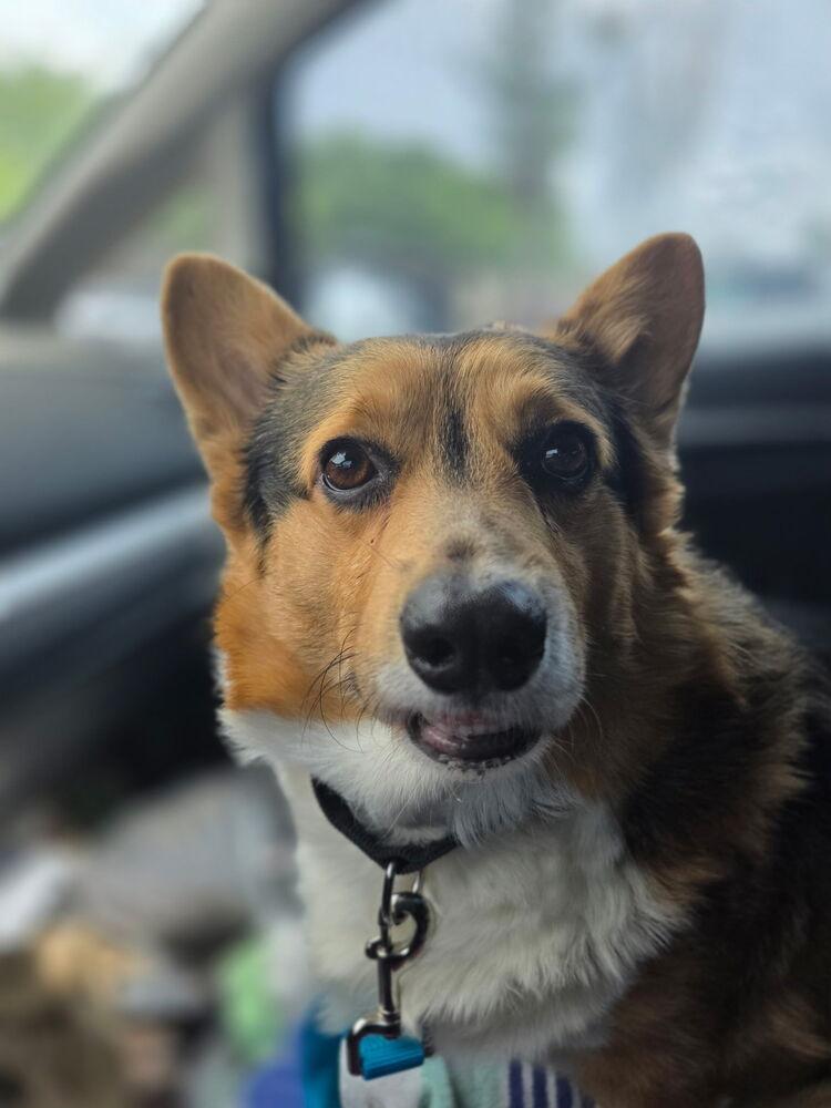 Enlarge Bear, a Adoptable Corgi in Lockhart, TX image 6/6