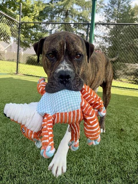 DAVEY, Adoptable, Adult Male Pit Bull Terrier.