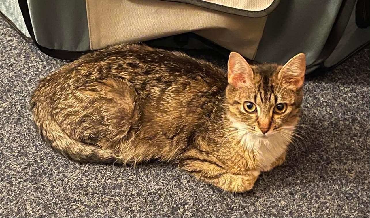 Mona, Adoptable, Adult Female Domestic Short Hair.