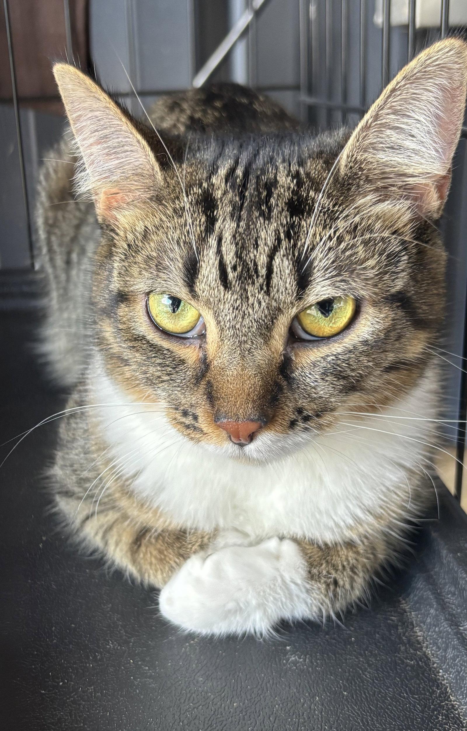 Enlarge Mona, a Adoptable Domestic Short Hair in Oakboro , NC image 2/3