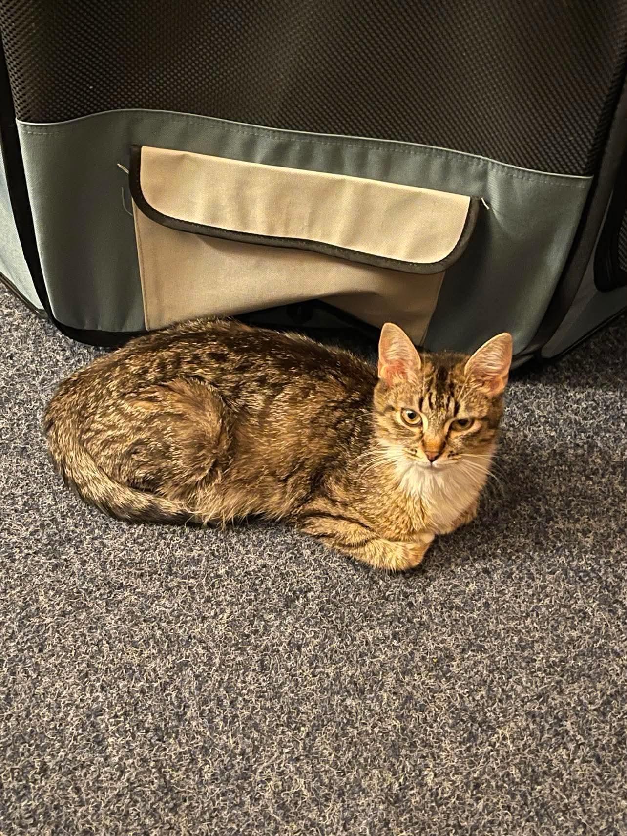 Mona, a Adoptable Domestic Short Hair in Oakboro , NC image 2/3