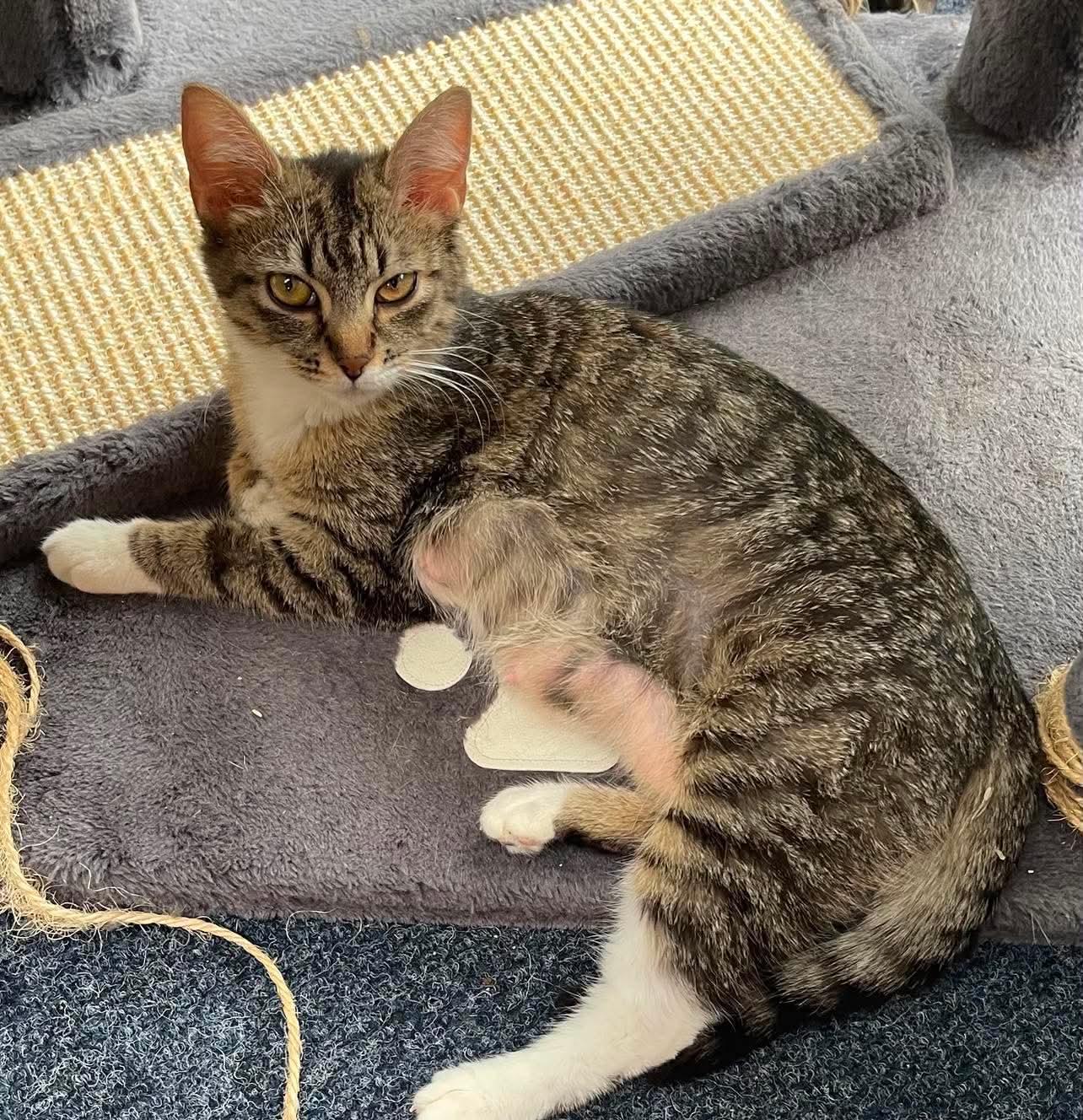Mona, a Adoptable Domestic Short Hair in Oakboro , NC image 3/3