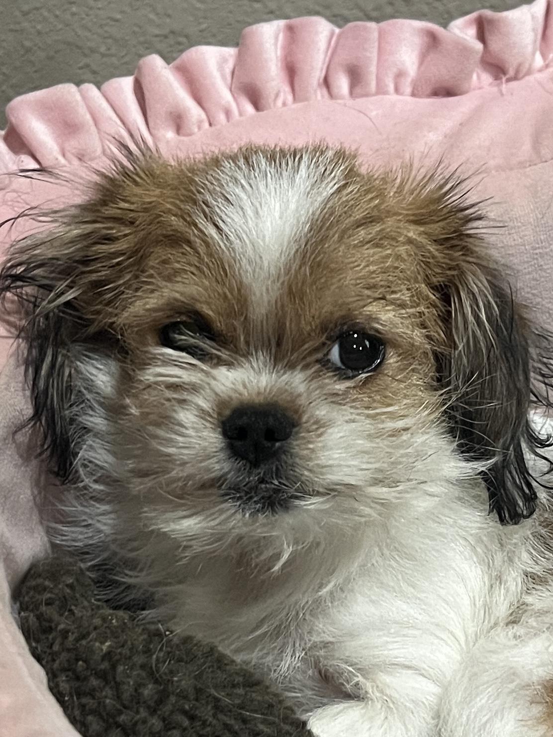 Enlarge Teddy, an adopted mixed breed in Baker, LA image 2/4