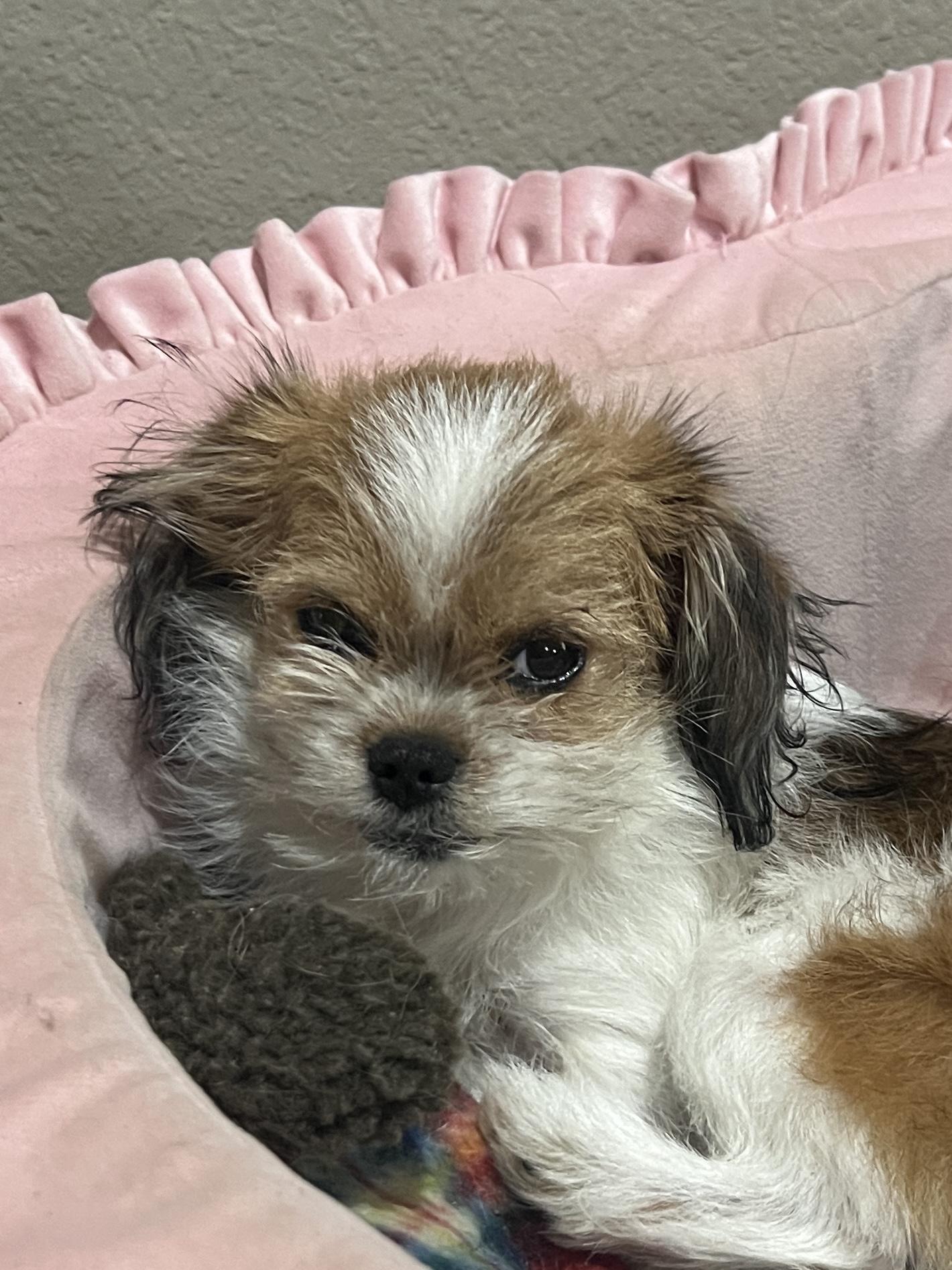 Enlarge Teddy, an adopted mixed breed in Baker, LA image 4/4