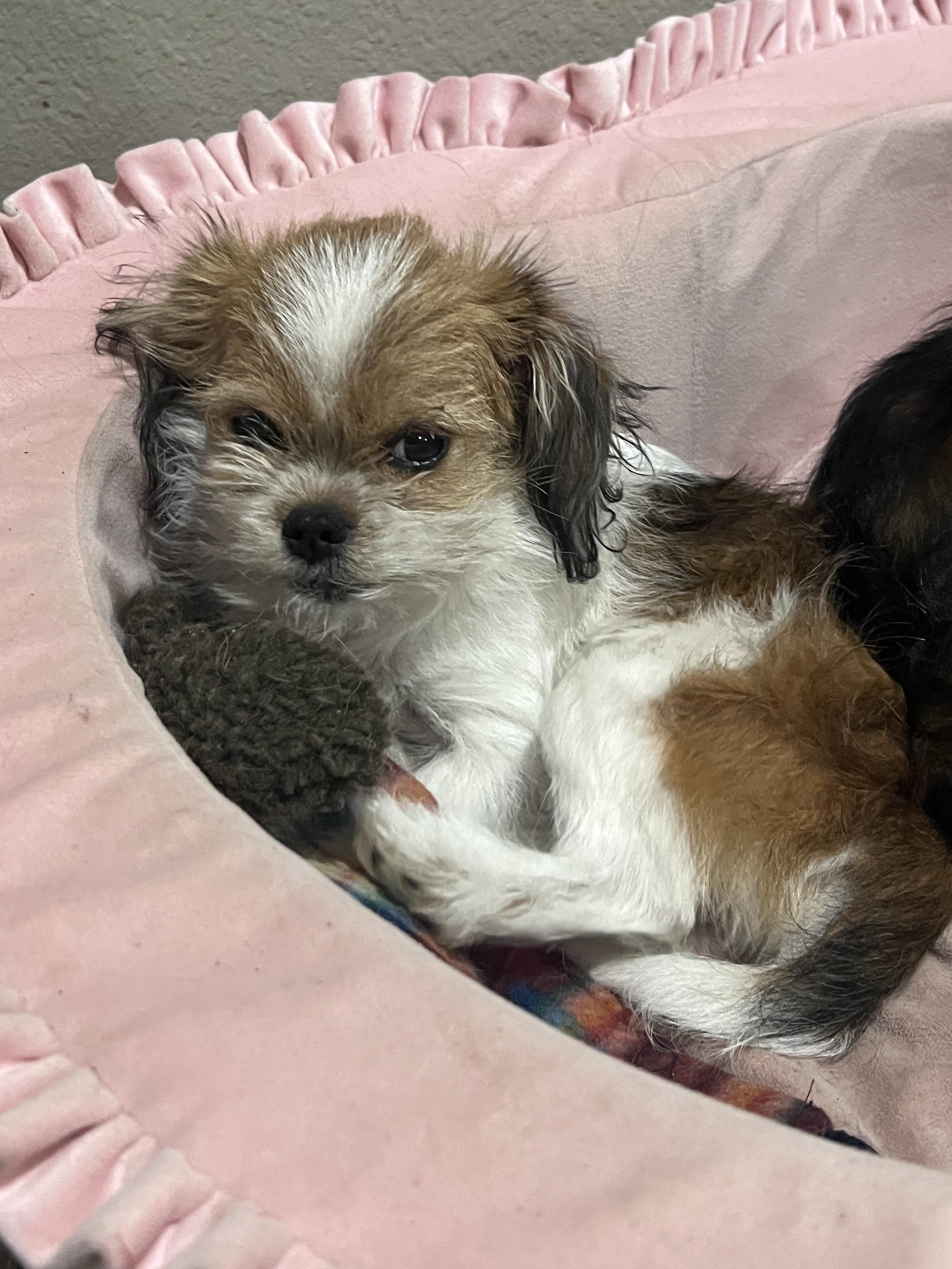 Enlarge Teddy, an adopted mixed breed in Baker, LA image 3/4