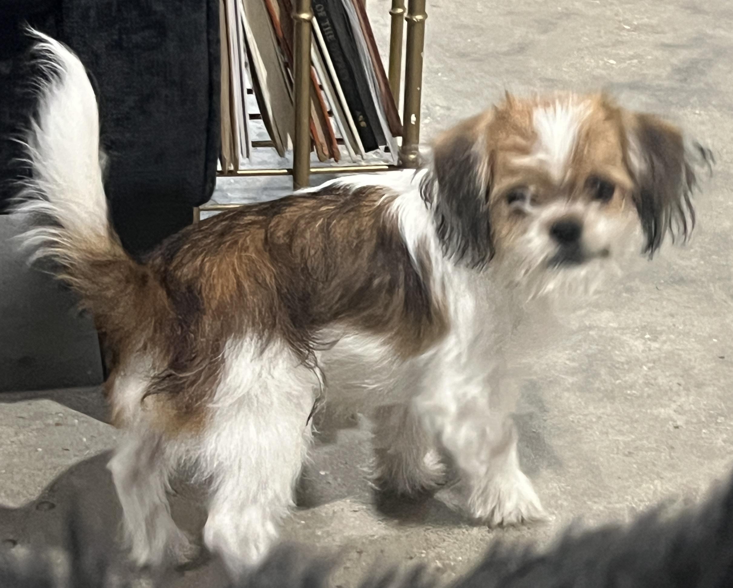 Enlarge Teddy, an adopted mixed breed in Baker, LA image 1/4