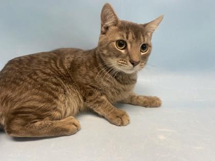 Enlarge Biscuit, a Adoptable mixed breed in Golden Valley, MN image 1/1