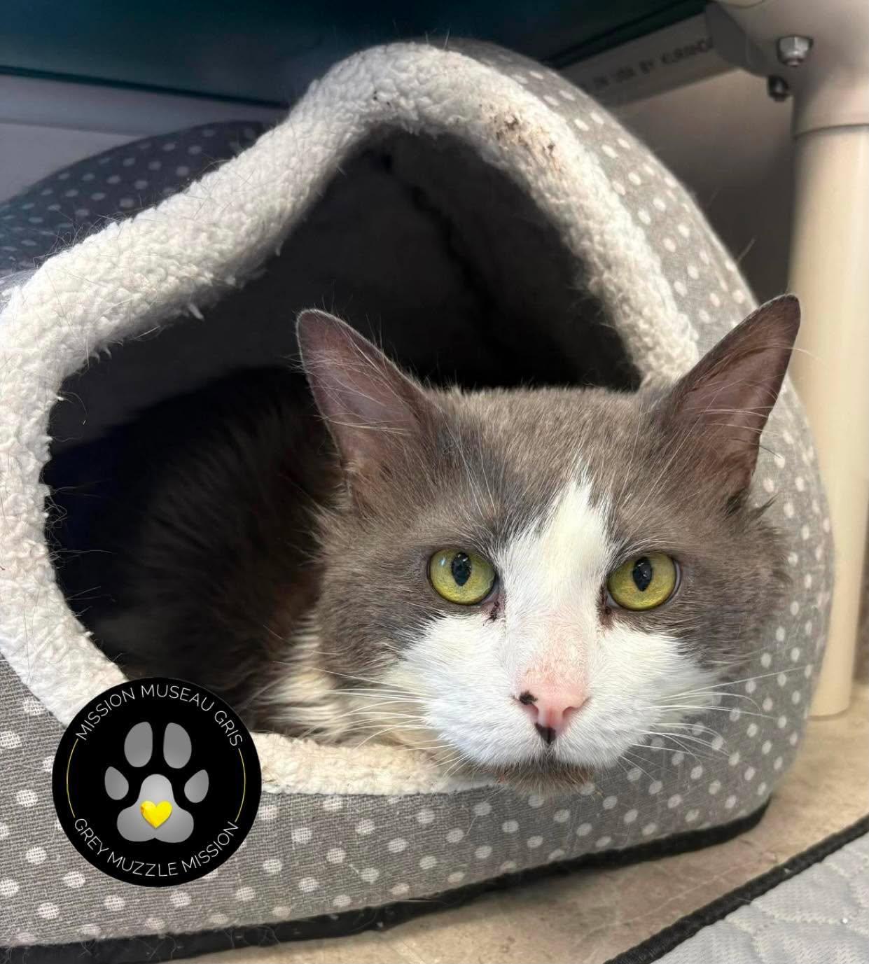 Ti-pou, Adoptable, Senior Male Domestic Short Hair.