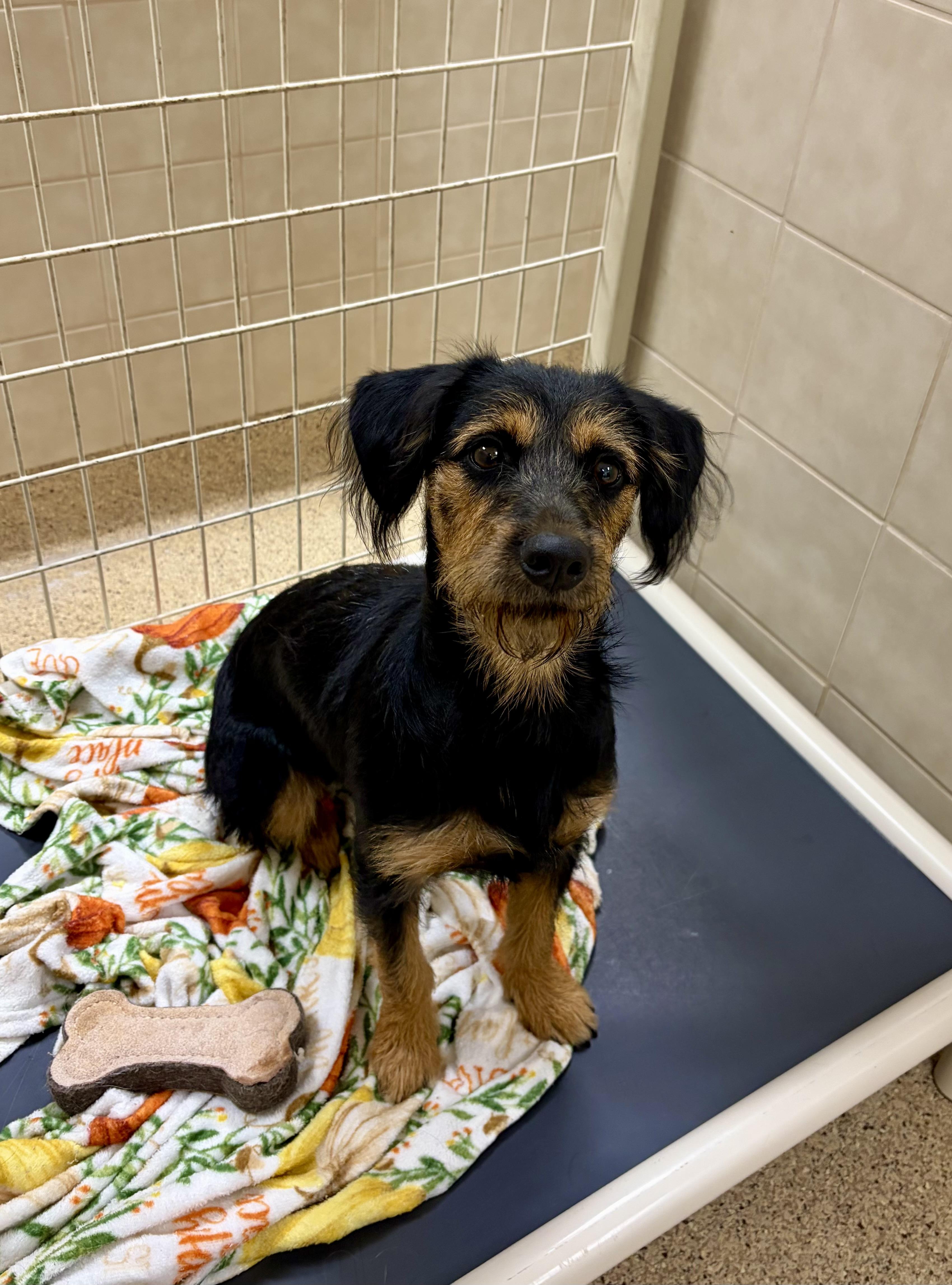 Addie, Adopted, Young Female Miniature Schnauzer & Terrier.