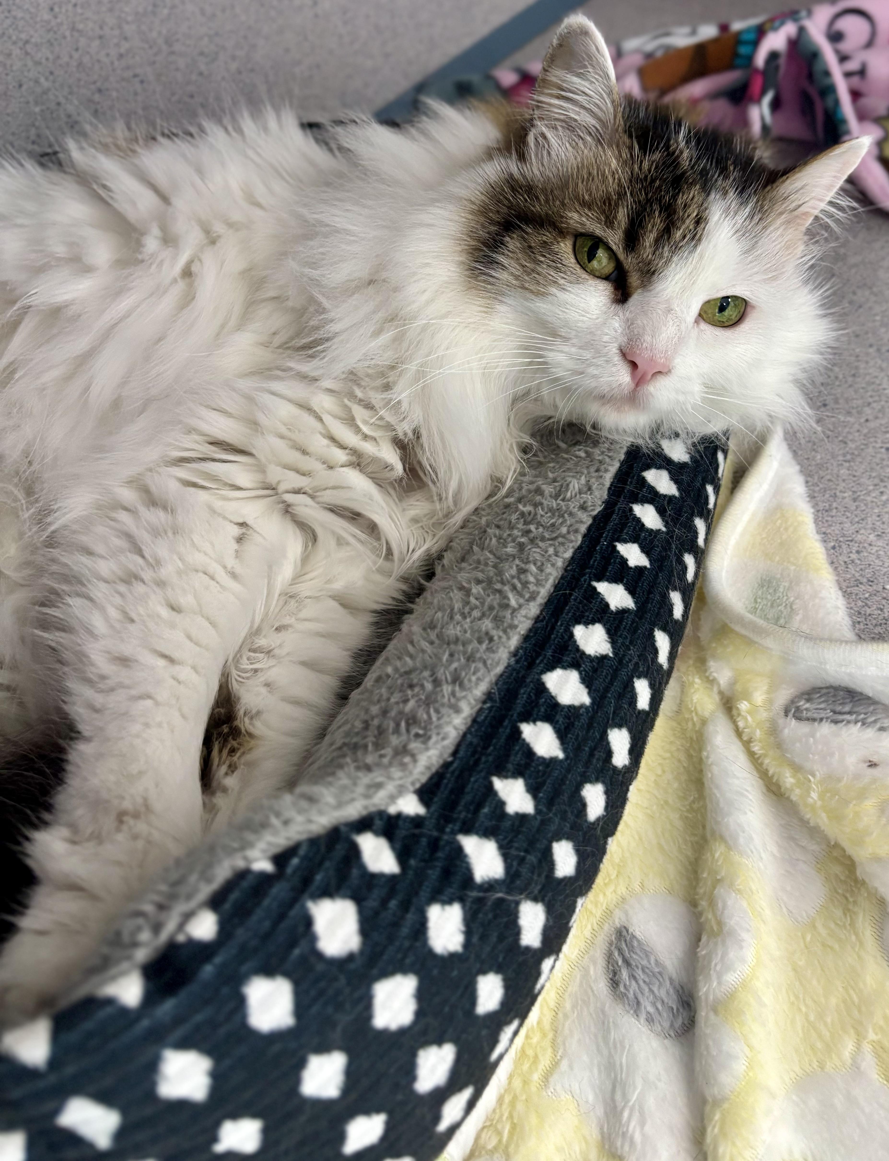 Enlarge Fluffy, an adopted Maine Coon in Bardstown, KY image 3/5