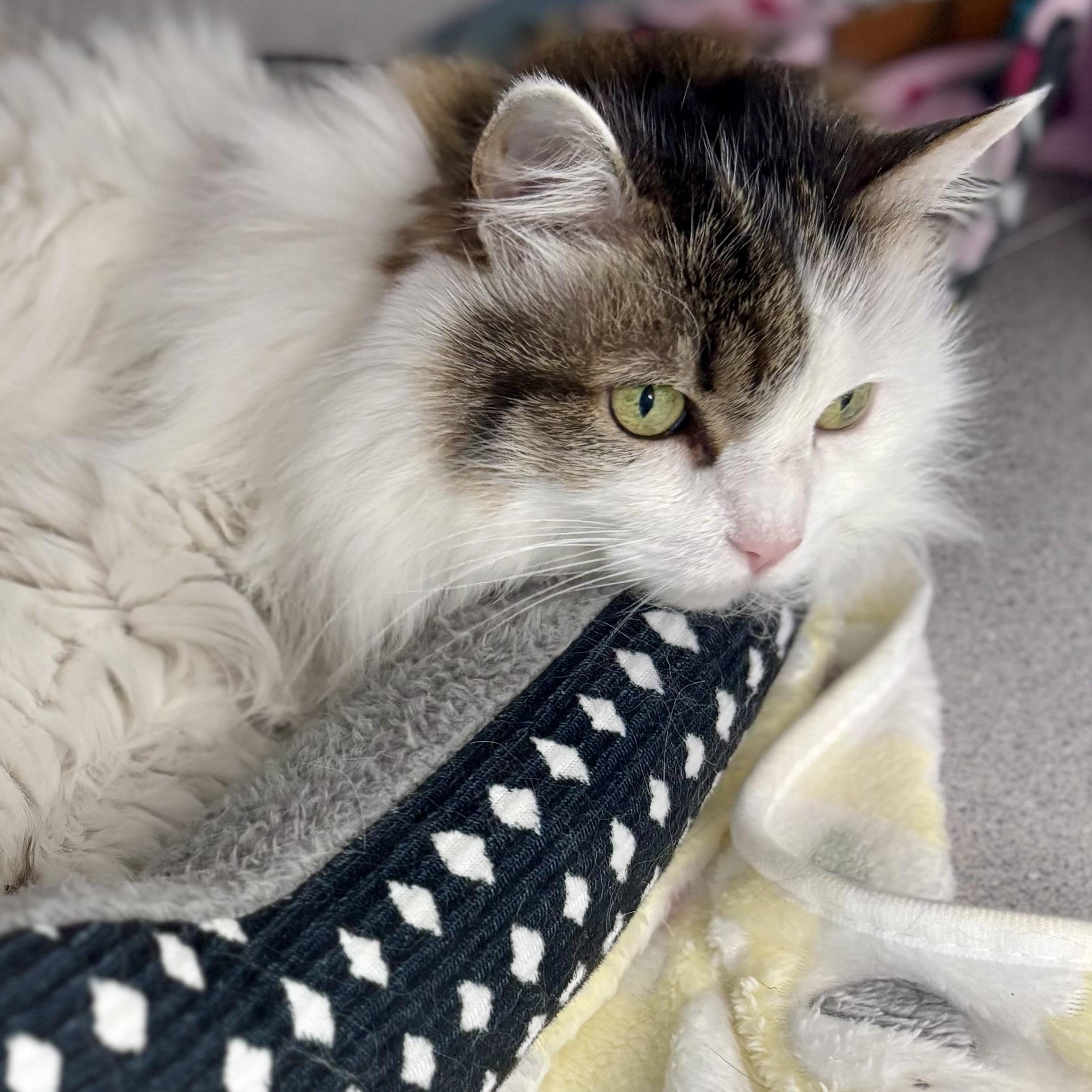 Fluffy, adopted, Adult Female Maine Coon.