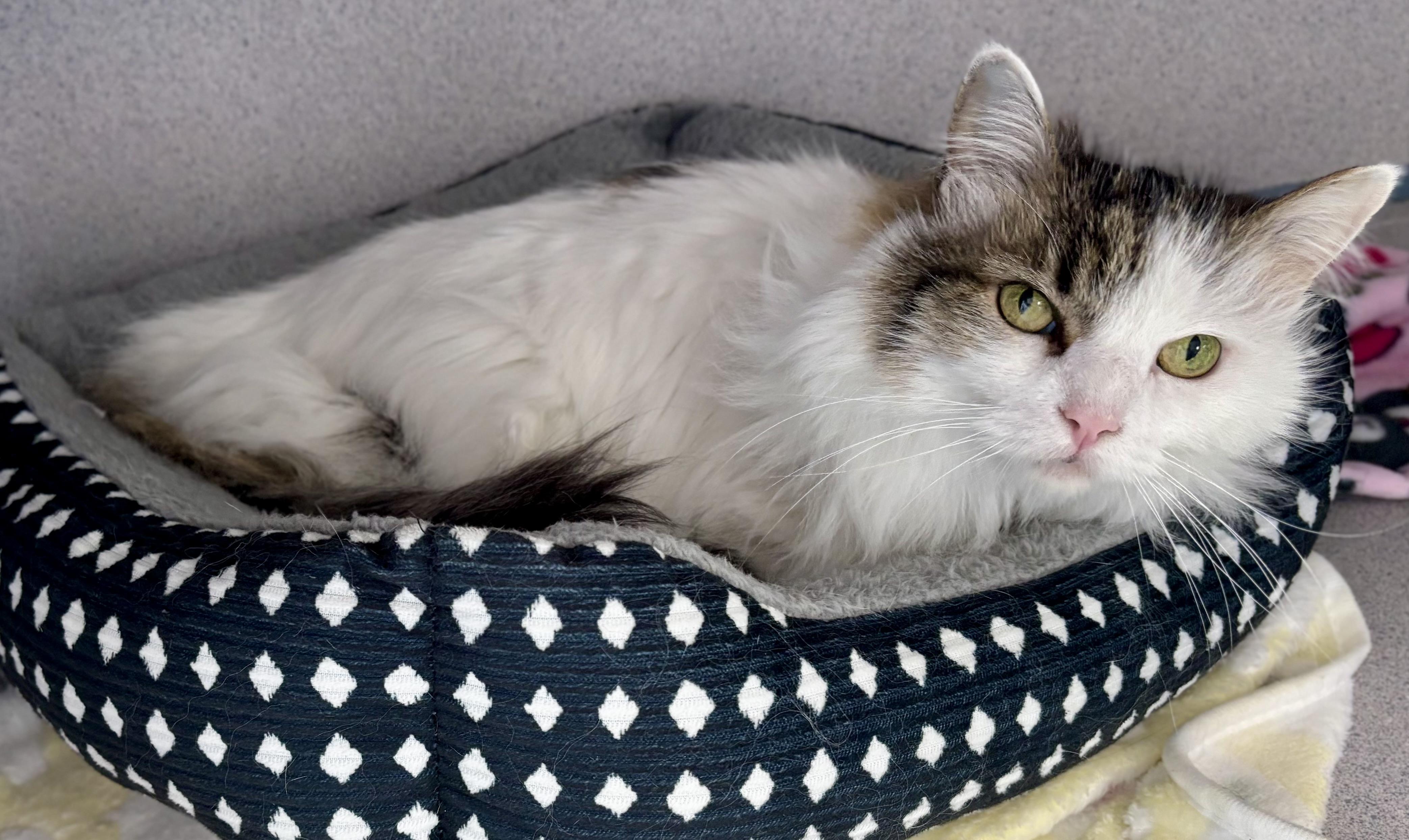 Enlarge Fluffy, an adopted Maine Coon in Bardstown, KY image 2/5