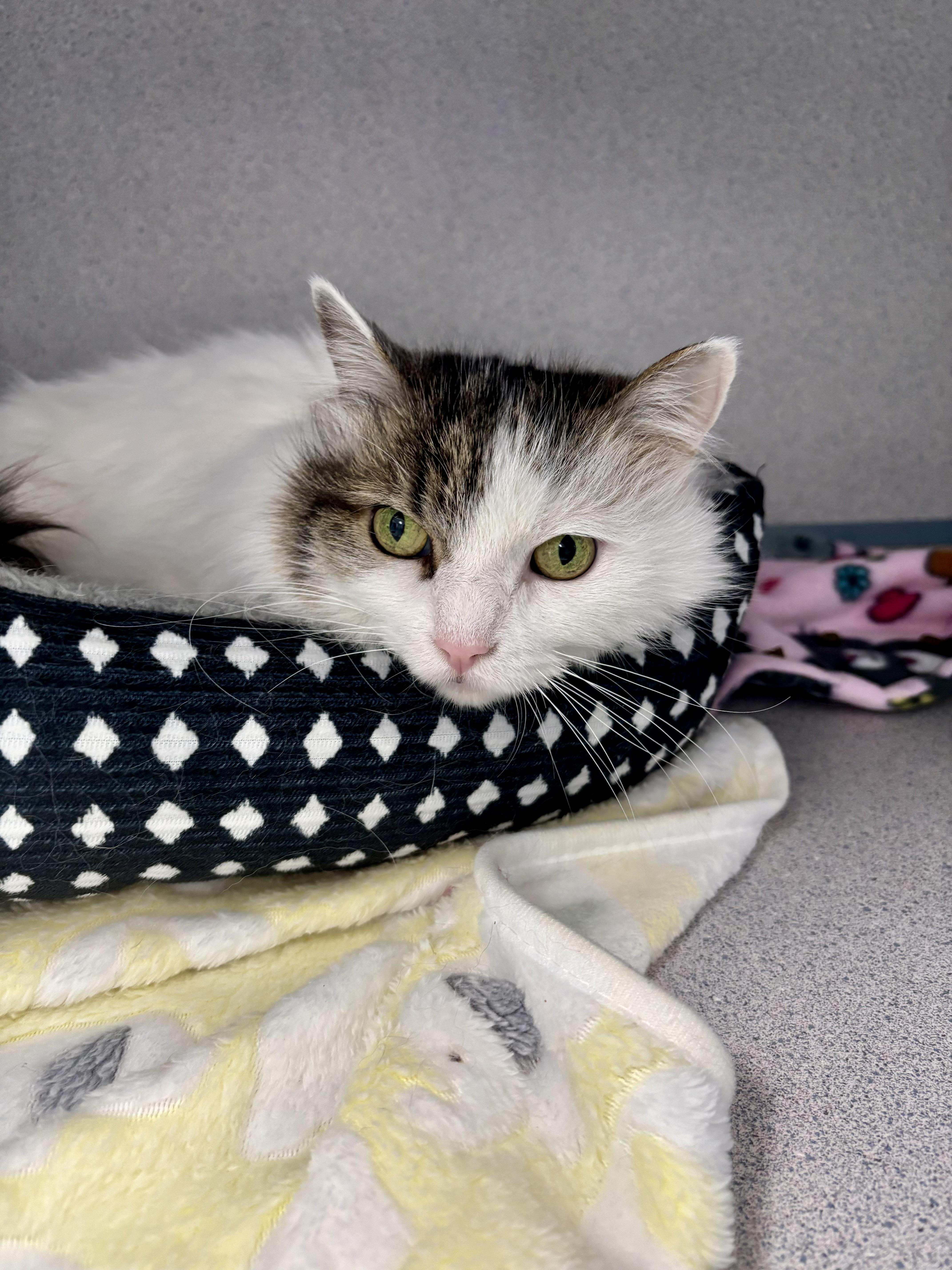 Enlarge Fluffy, an adopted Maine Coon in Bardstown, KY image 4/5