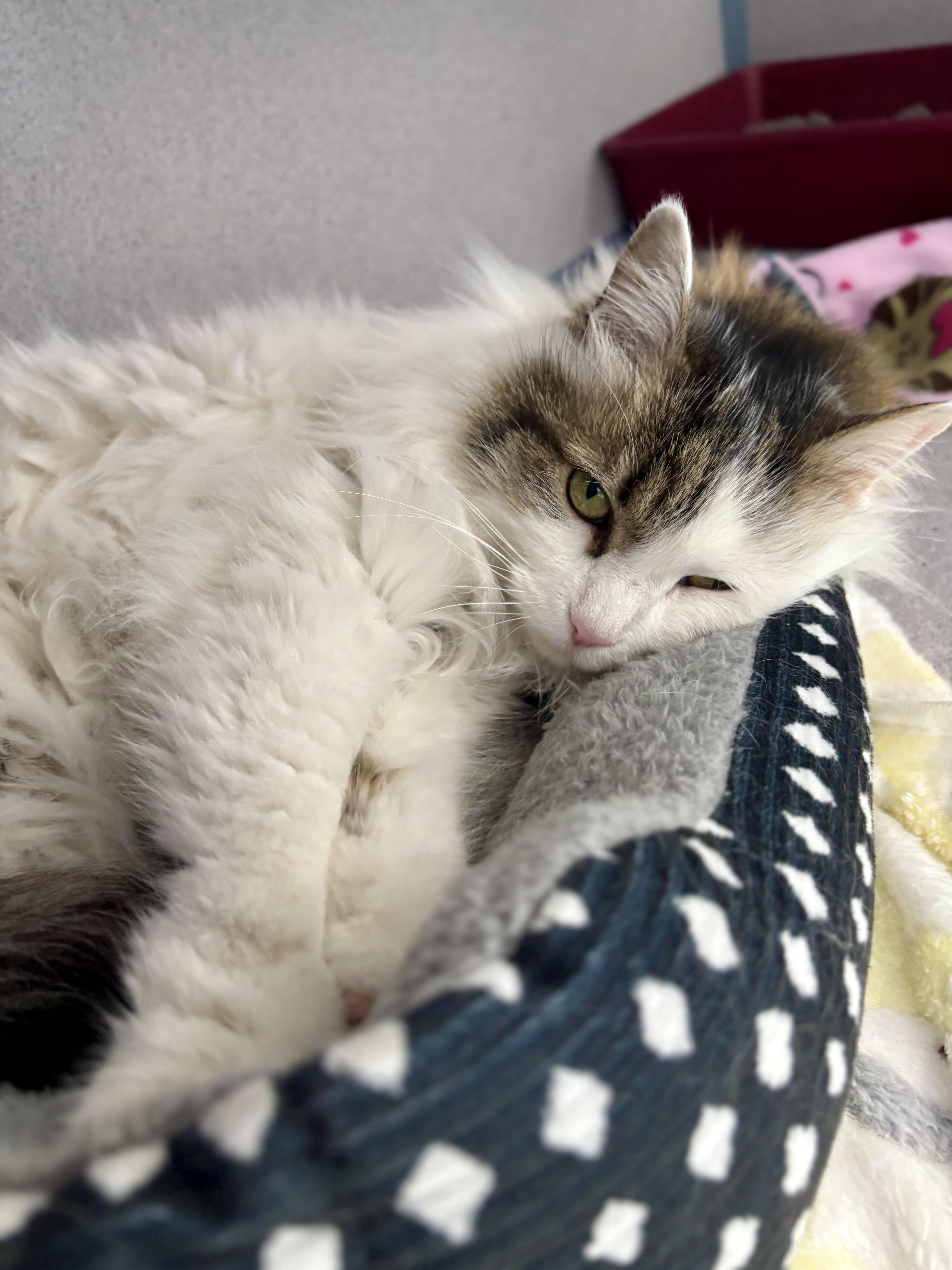 Enlarge Fluffy, an adopted Maine Coon in Bardstown, KY image 5/5