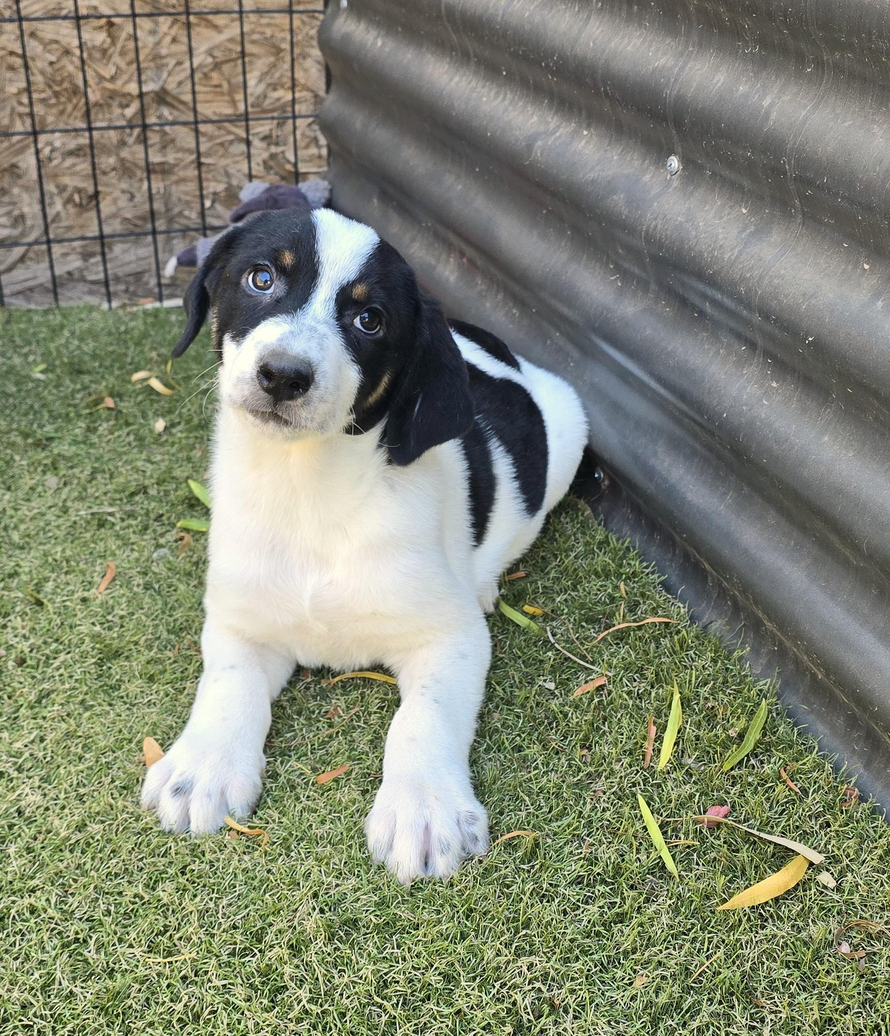 Locket, ADOPTABLE, Puppy Female Border Collie & Labrador Retriever.