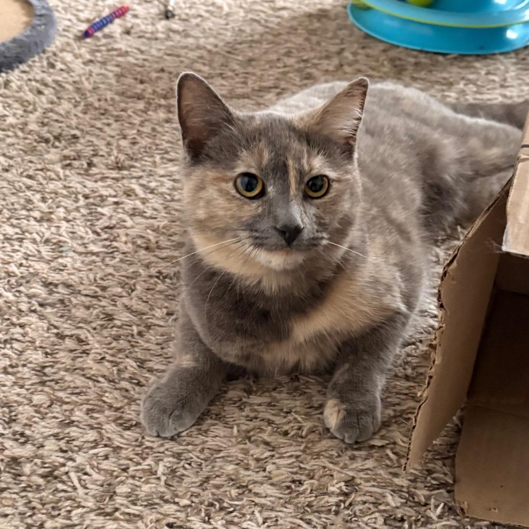 Kali, Adoptable, Young Female Domestic Short Hair.