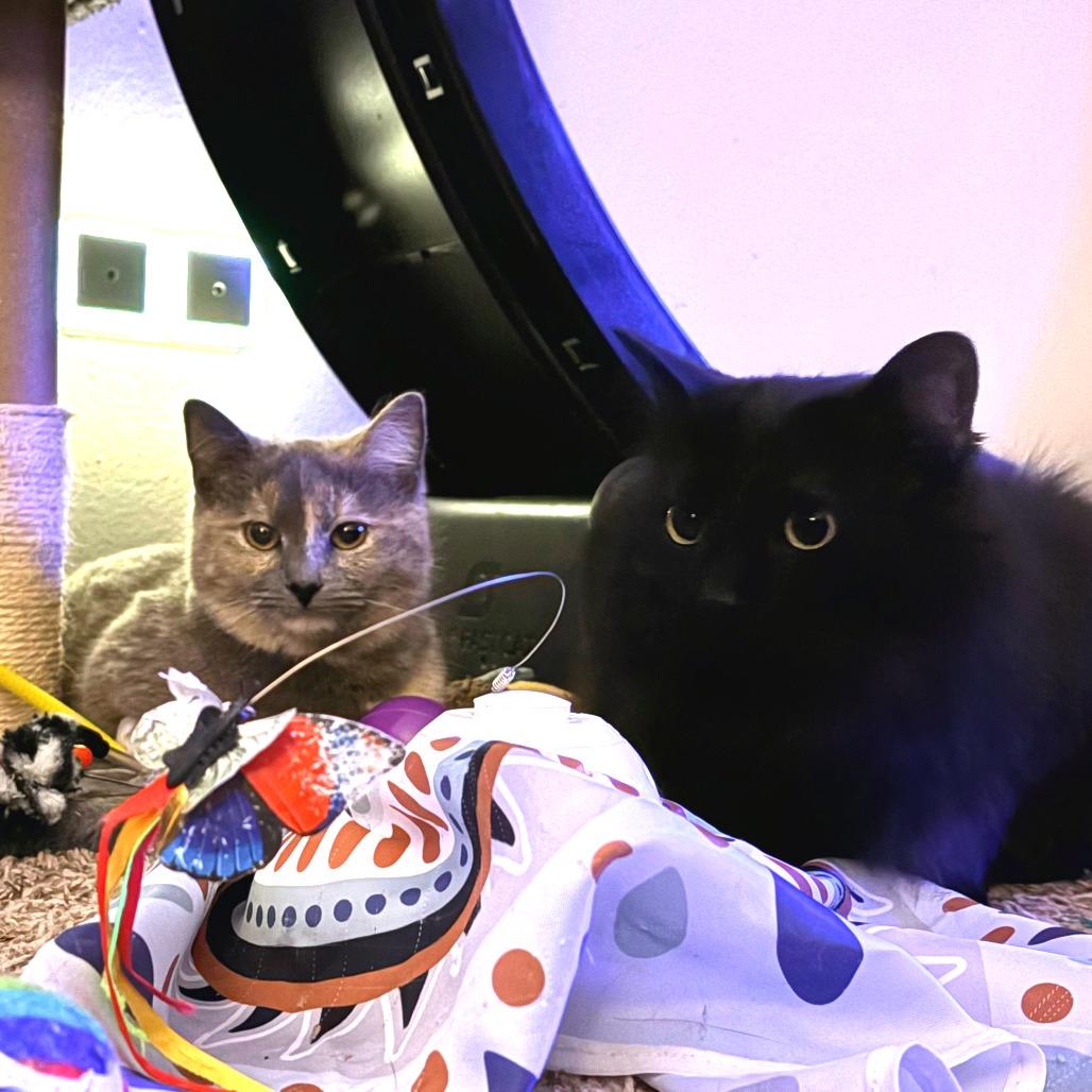 Enlarge Kali, a Adoptable Domestic Short Hair in South Elgin, IL image 2/6