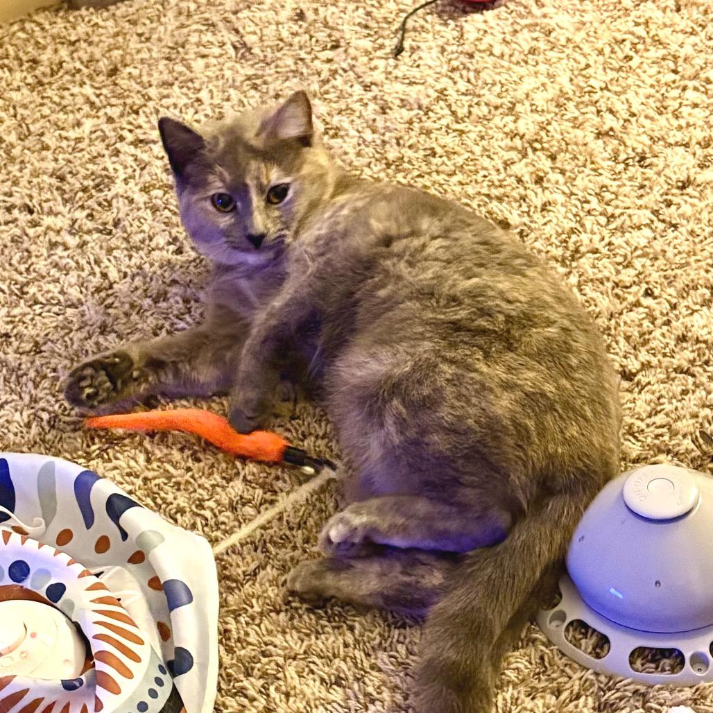 Enlarge Kali, a Adoptable Domestic Short Hair in South Elgin, IL image 3/6