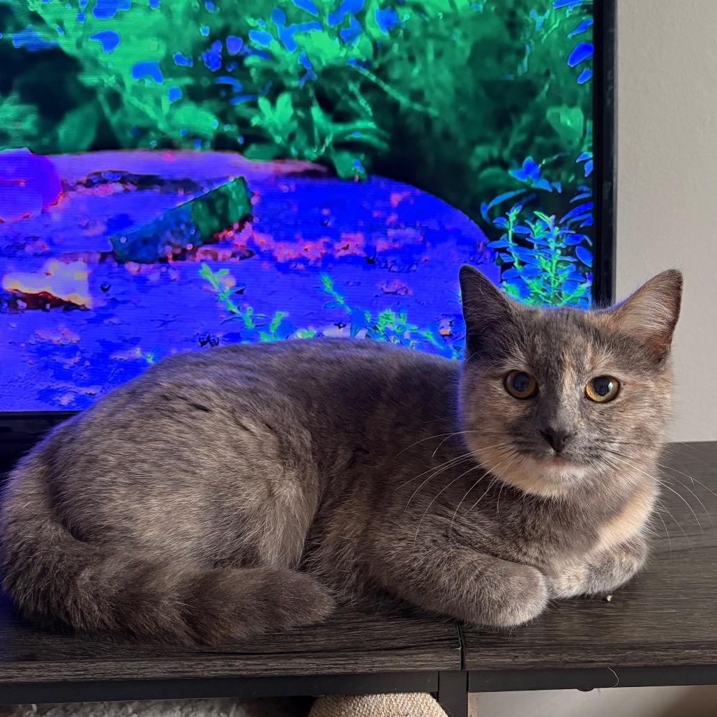 Enlarge Kali, a Adoptable Domestic Short Hair in South Elgin, IL image 4/6