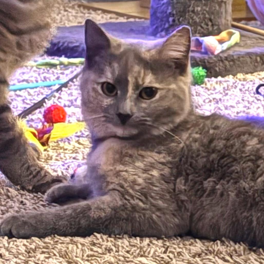 Enlarge Kali, a Adoptable Domestic Short Hair in South Elgin, IL image 5/6