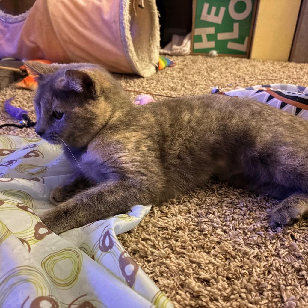 Enlarge Kali, a Adoptable Domestic Short Hair in South Elgin, IL image 6/6