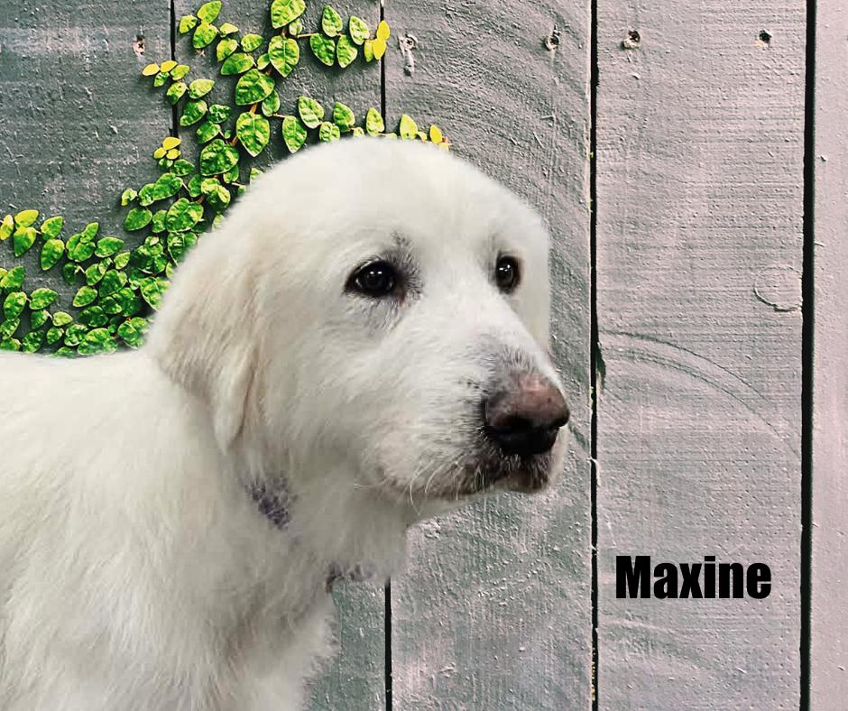 Maxine, ADOPTABLE, Adult Female Great Pyrenees.