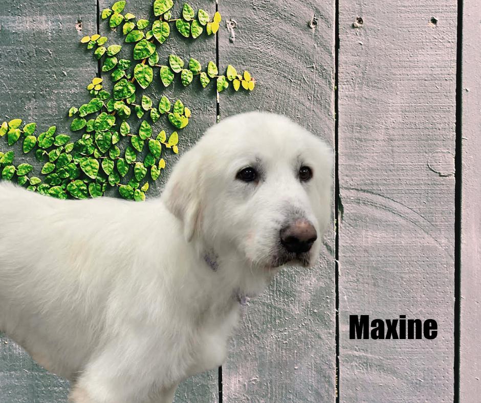 Enlarge Maxine, a ADOPTABLE Great Pyrenees in Marshville, NC image 2/3