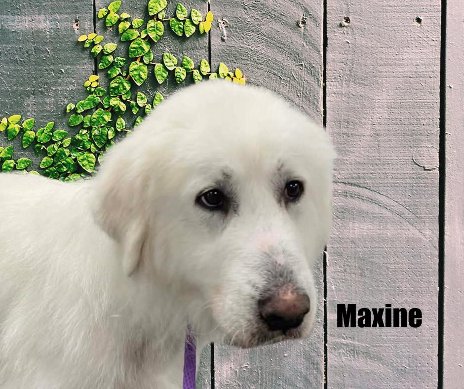 Enlarge Maxine, a ADOPTABLE Great Pyrenees in Marshville, NC image 3/3