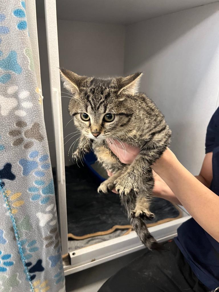 Enlarge Espresso, a Adoptable mixed breed in New Kensington, PA image 2/2