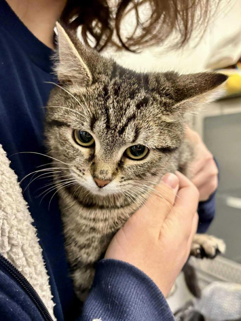 Enlarge Espresso, a Adoptable mixed breed in New Kensington, PA image 3/6