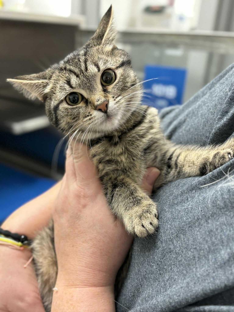 Enlarge Espresso, a Adoptable mixed breed in New Kensington, PA image 5/6