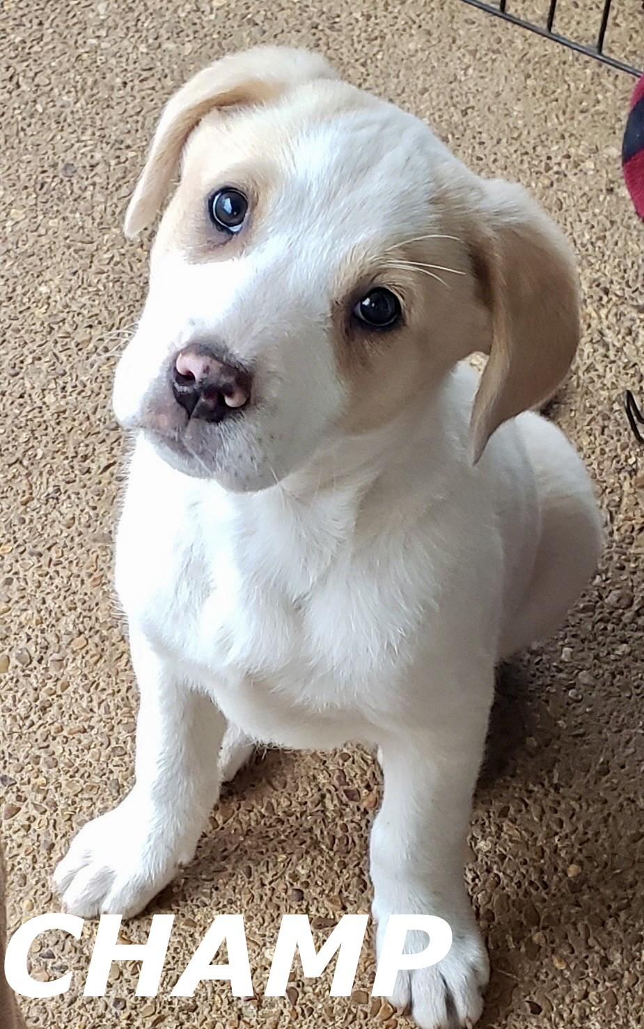 Champ, adoptable, Puppy Male Labrador Retriever.