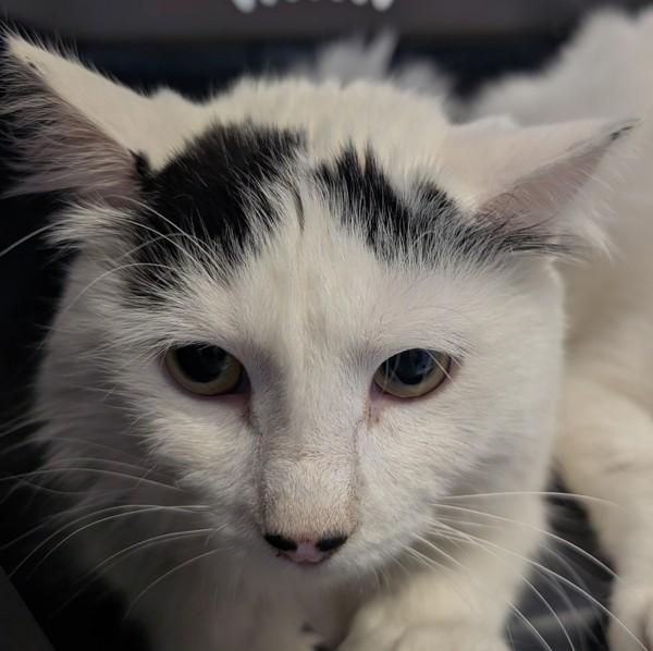 Enlarge Stevie -- Bonded Buddy With Milo, a Adoptable mixed breed in Des Moines, IA image 1/1