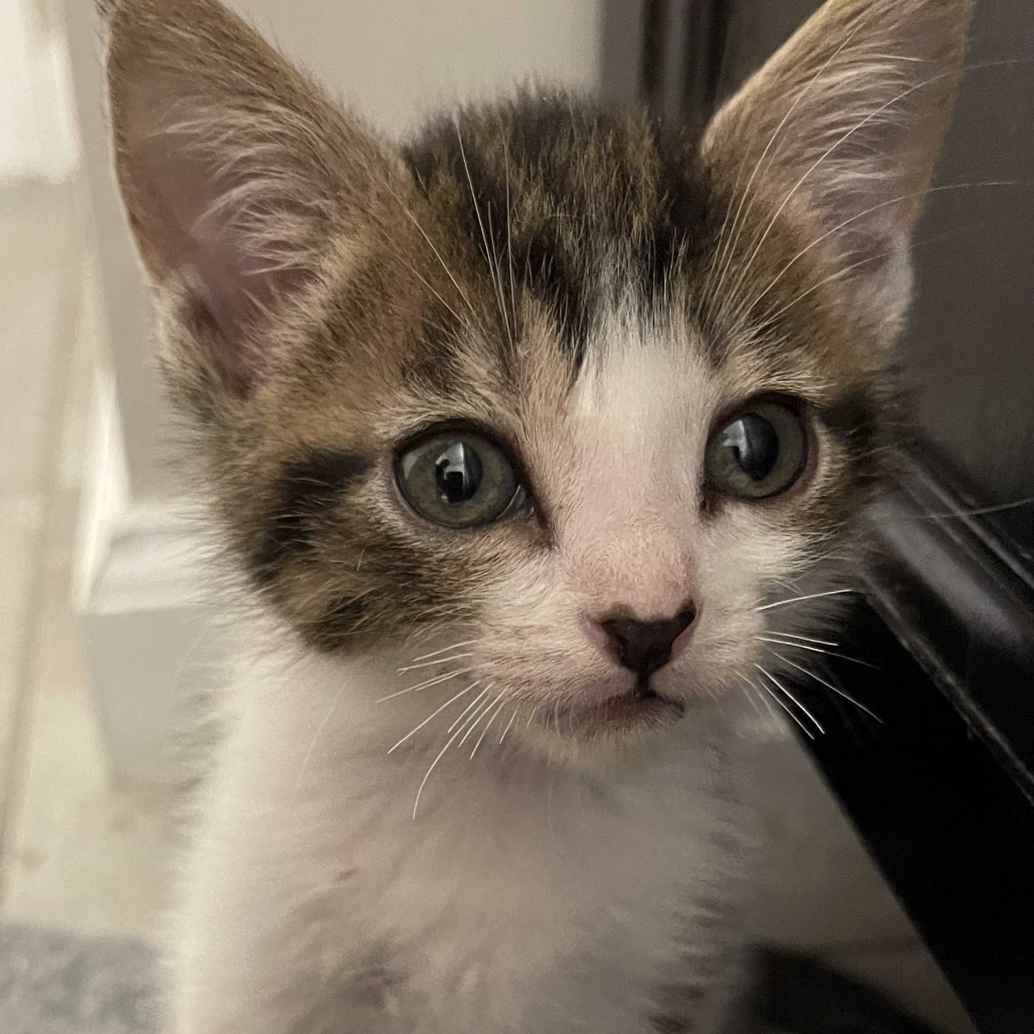 Dash, a Adopted Tabby in Auburn, GA image 2/3