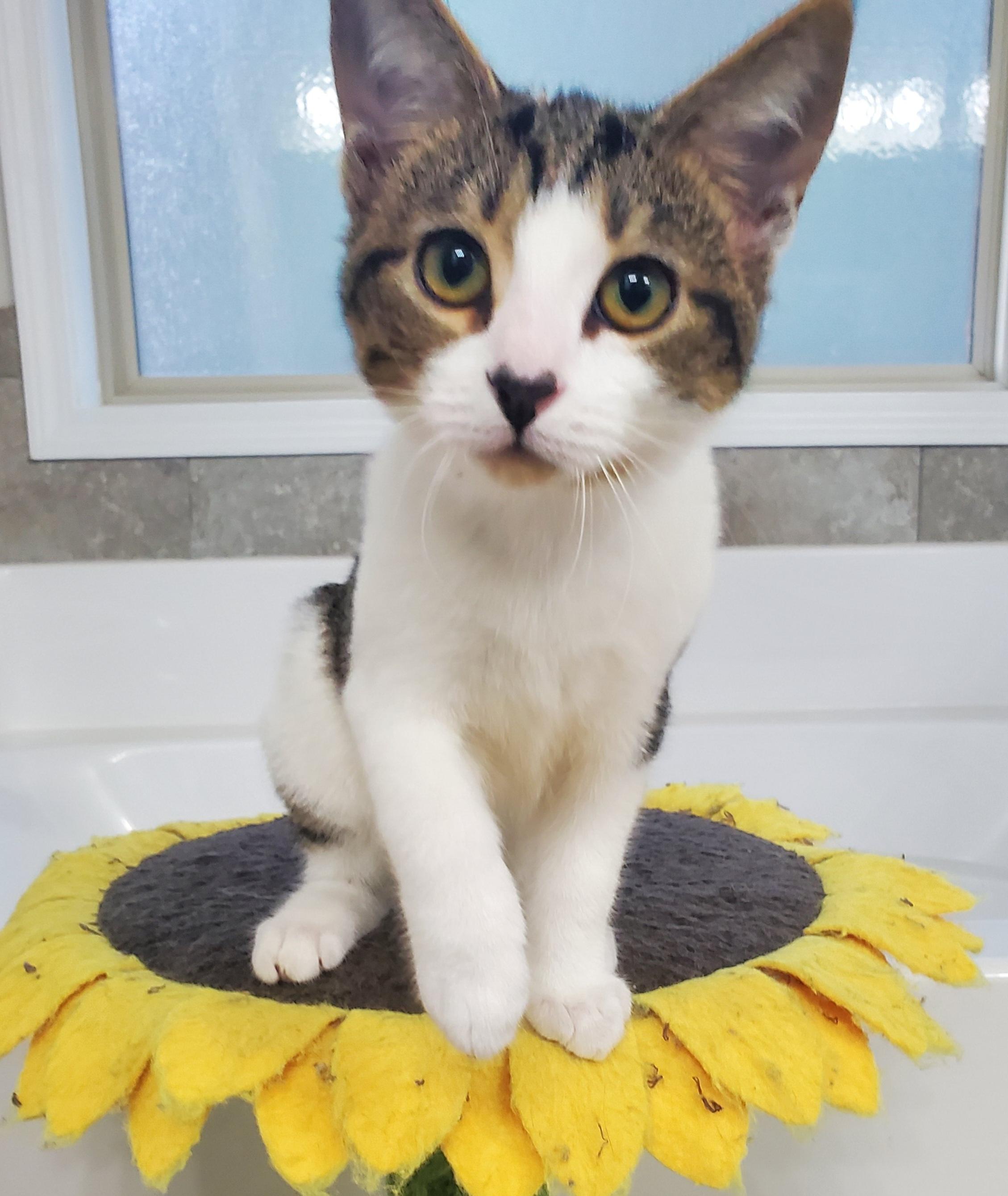 Dash, a Adopted Tabby in Auburn, GA image 1/3