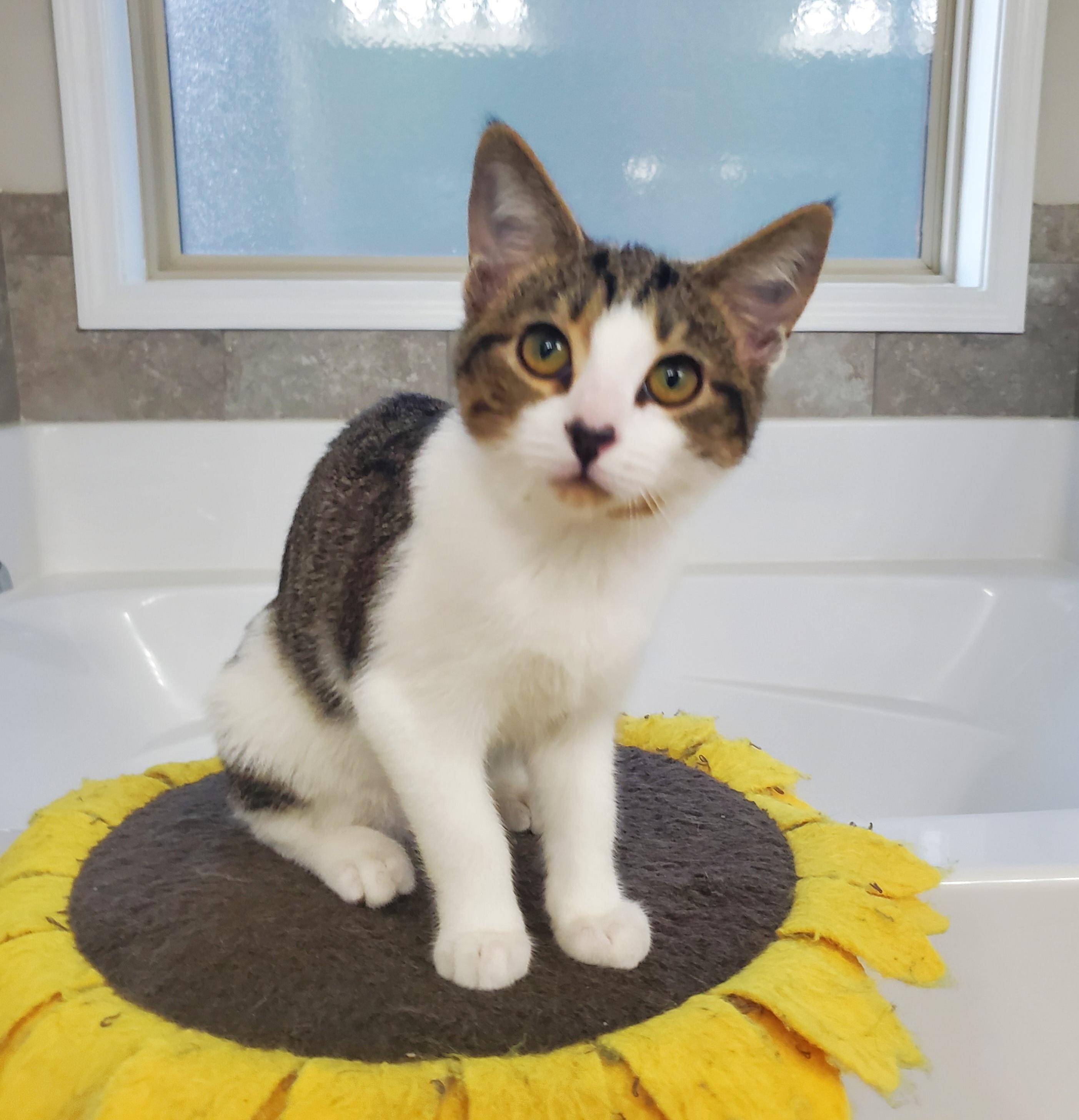 Dash, a Adopted Tabby in Auburn, GA image 3/3