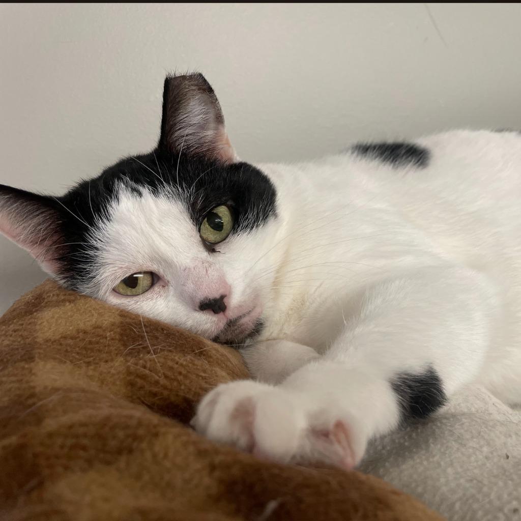 Enlarge Allison H, a Adoptable mixed breed in South Bend, IN image 1/6