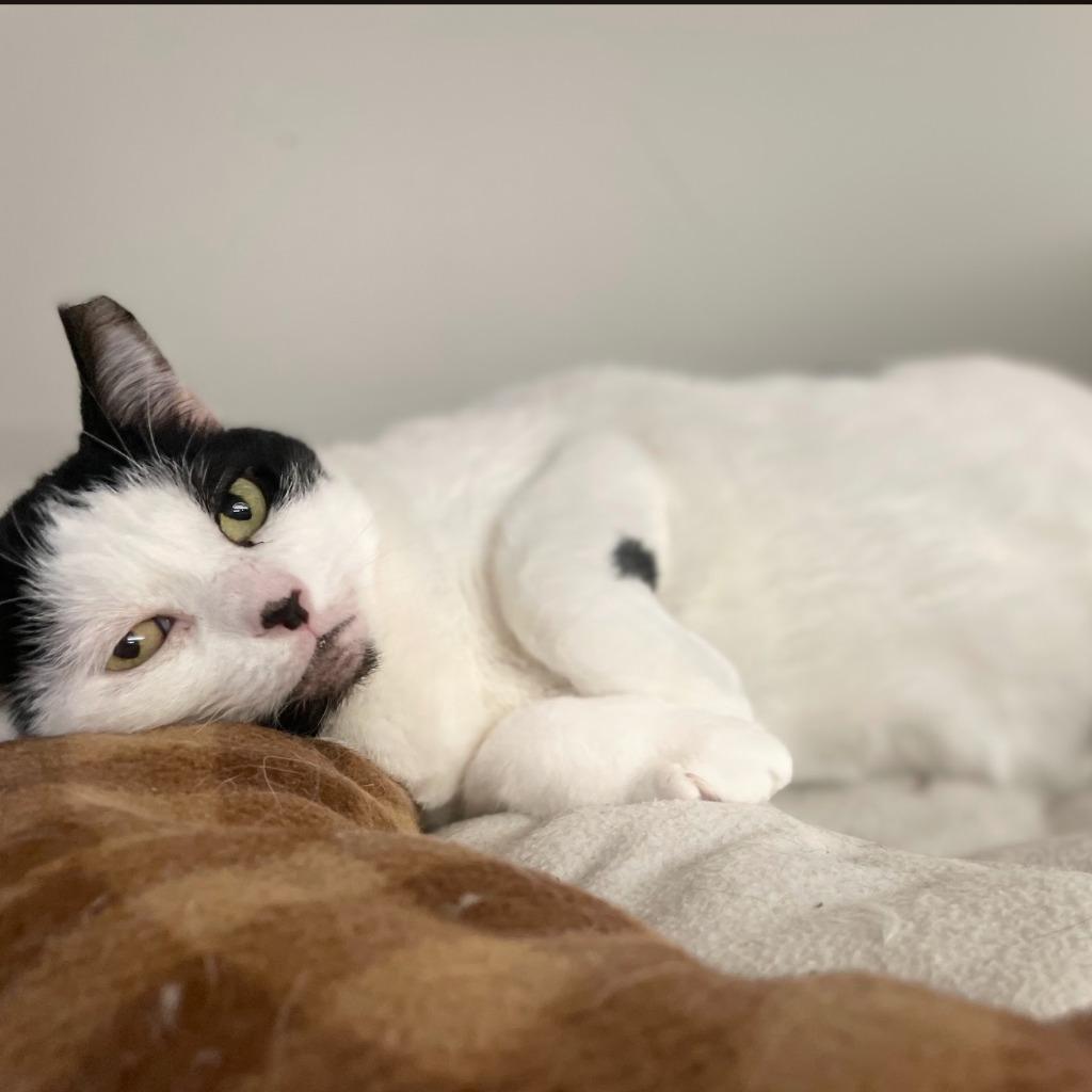 Enlarge Allison H, a Adoptable mixed breed in South Bend, IN image 2/6