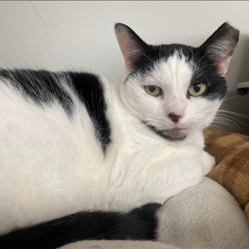 Enlarge Allison H, a Adoptable mixed breed in South Bend, IN image 3/6