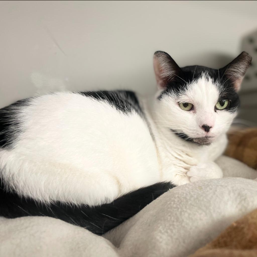 Enlarge Allison H, a Adoptable mixed breed in South Bend, IN image 4/6