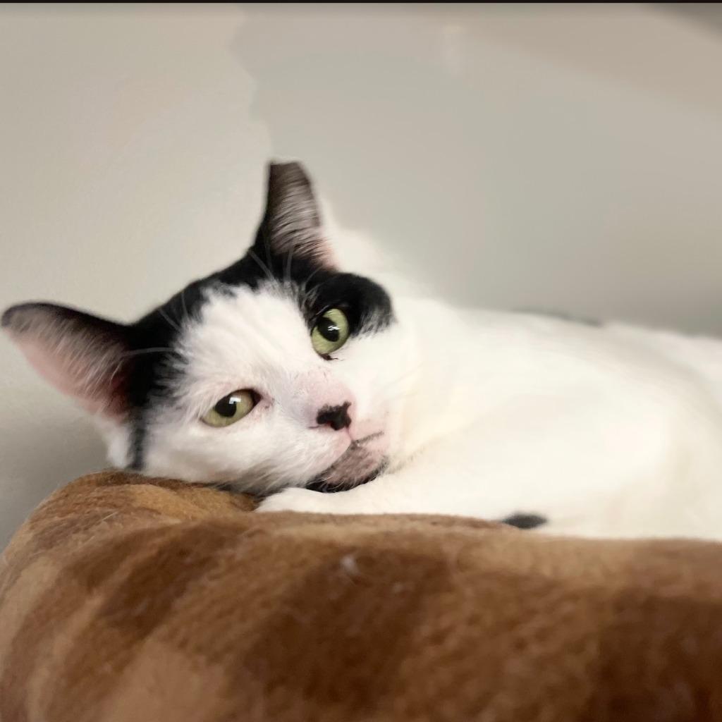 Enlarge Allison H, a Adoptable mixed breed in South Bend, IN image 5/6