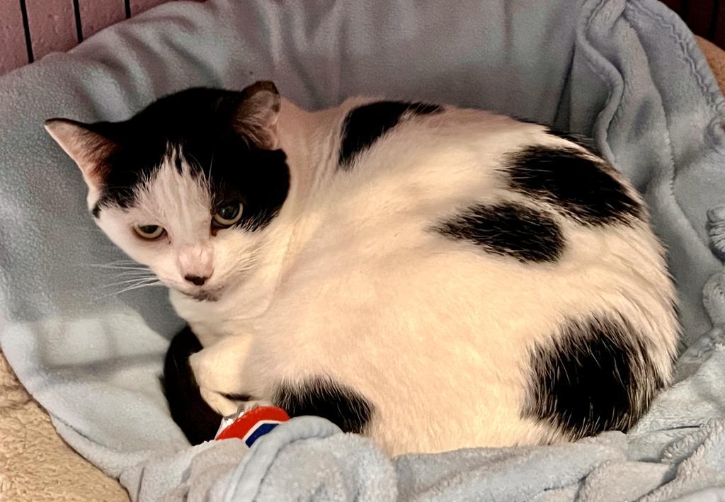 Enlarge Allison H, a Adoptable mixed breed in South Bend, IN image 6/6