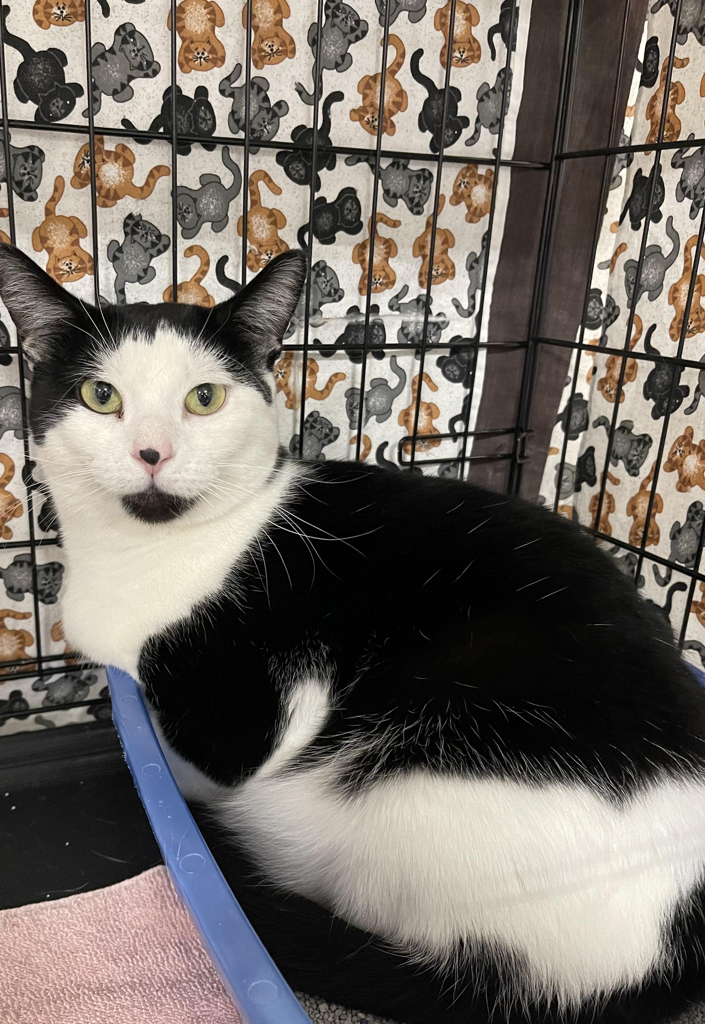 September, adopted, Adult Female Domestic Short Hair.