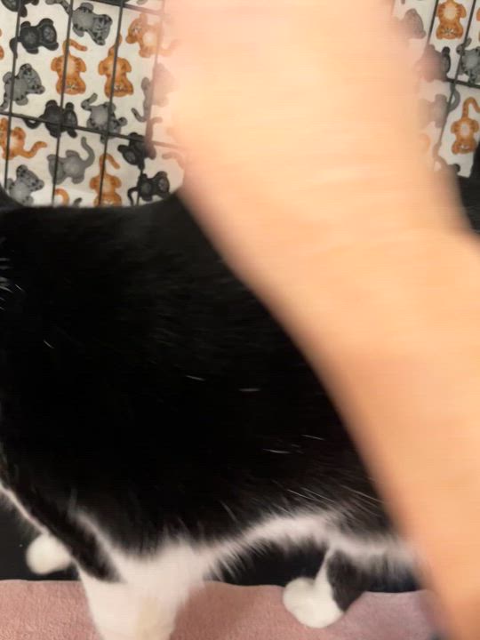 Enlarge September, an adopted Domestic Short Hair in Highland, IN video 3/3