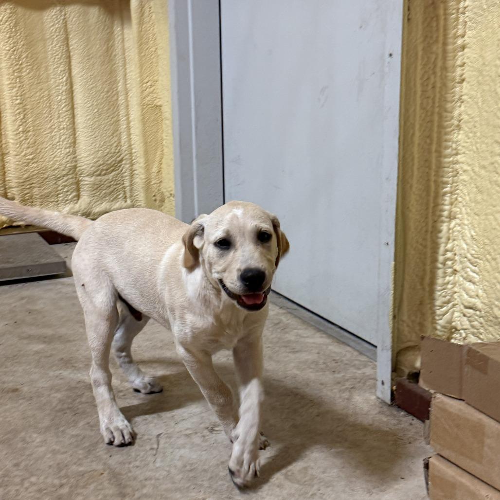 Enlarge John Wayne, a Adoptable mixed breed in San Saba, TX image 1/1
