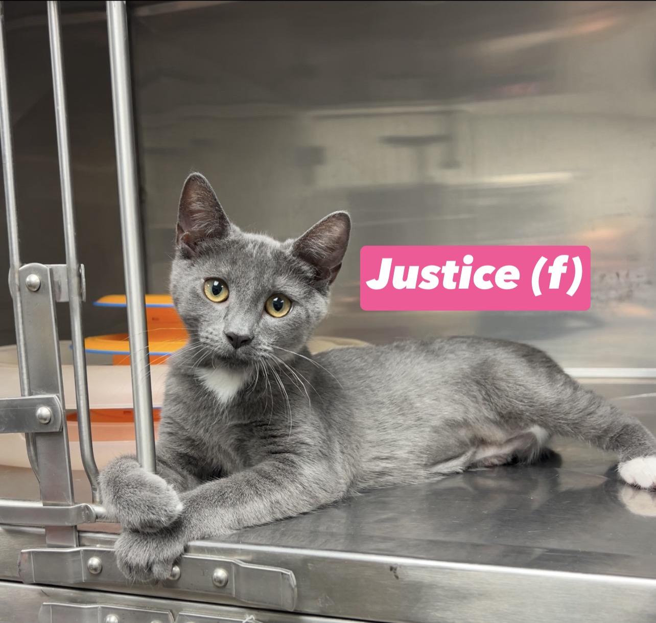 Justice, Adoptable, Kitten Female Domestic Short Hair & Russian Blue.