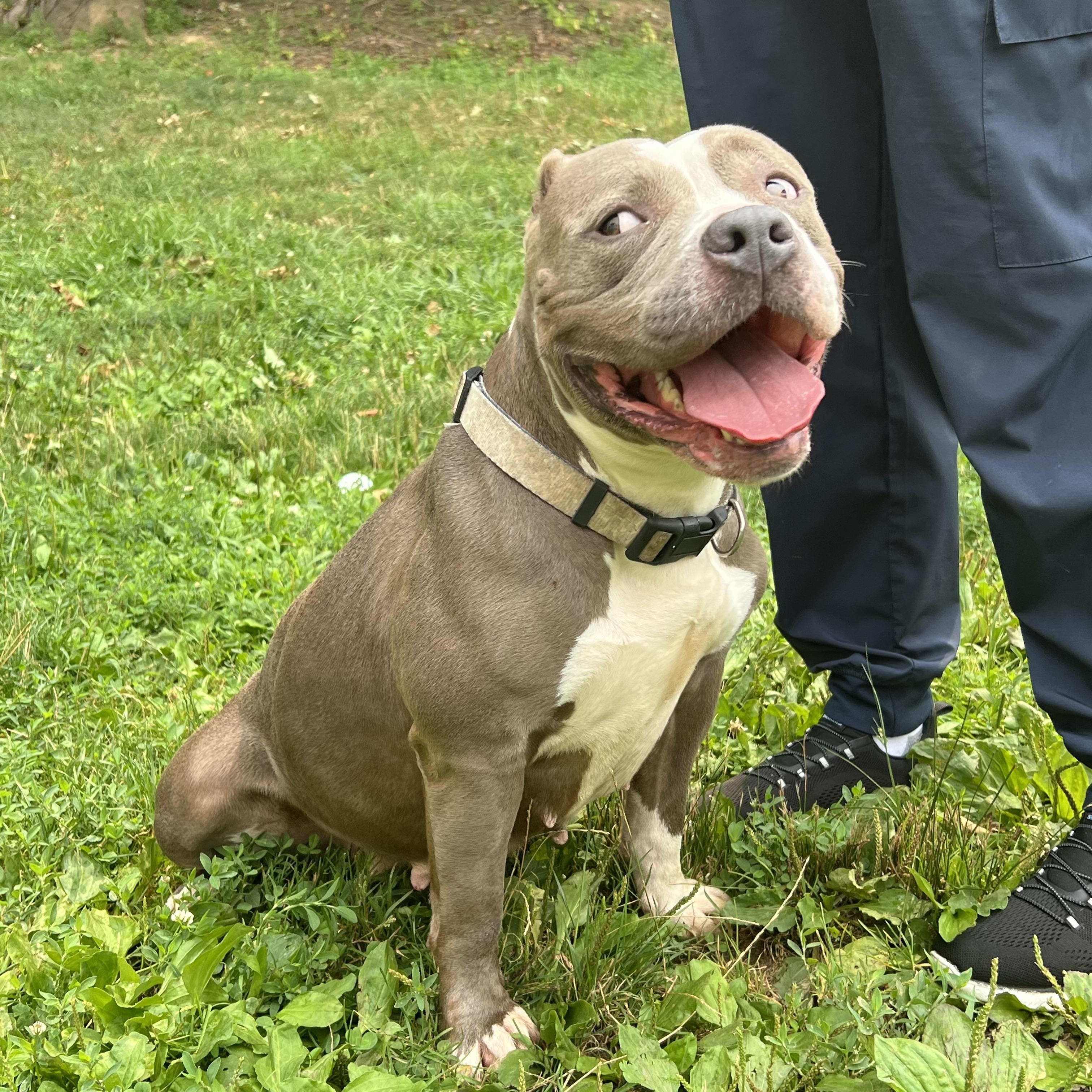 Lambchop, a Adoptable mixed breed in Yonkers, NY image 1/6