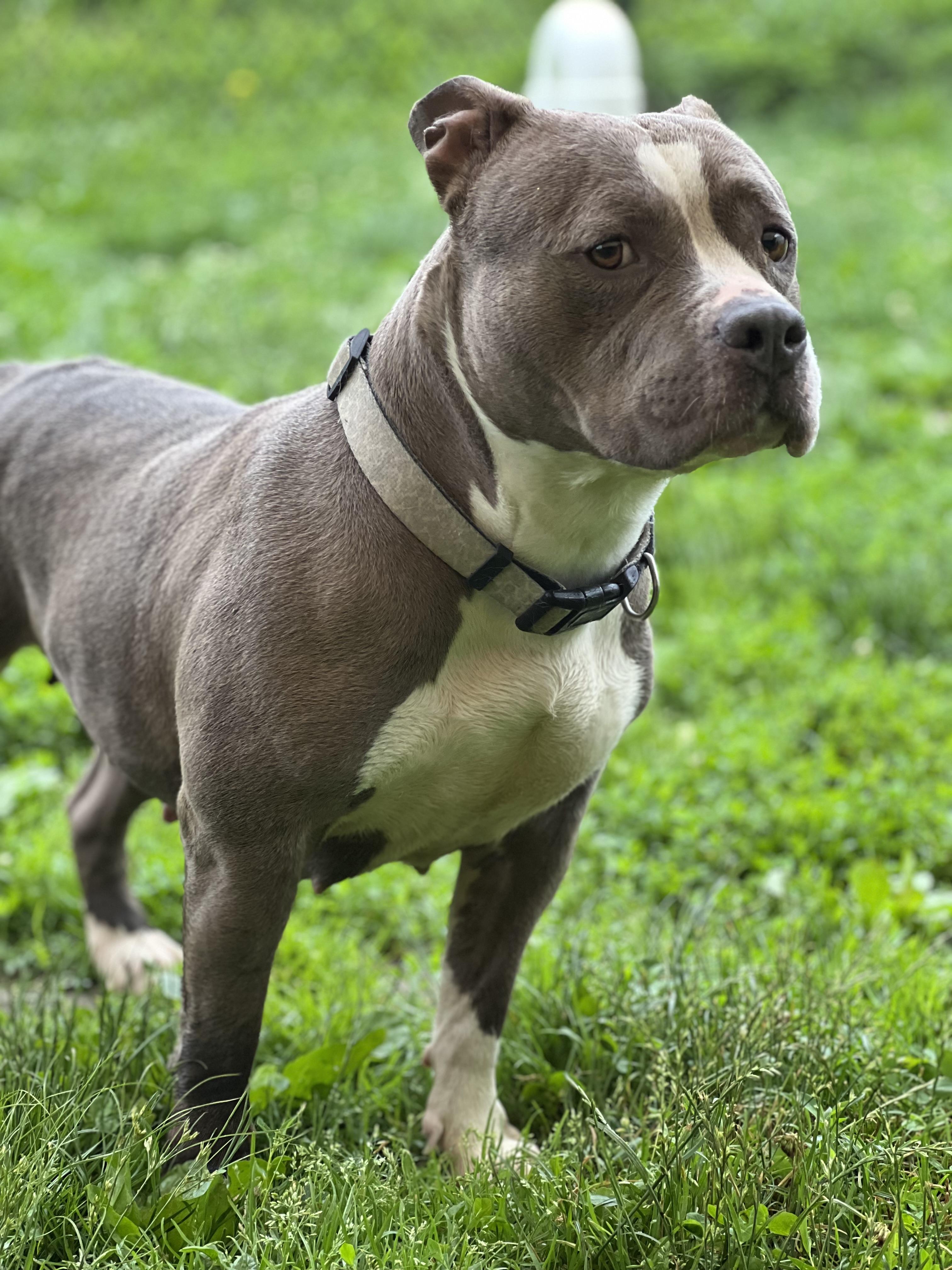 Lambchop, a Adoptable mixed breed in Yonkers, NY image 3/6