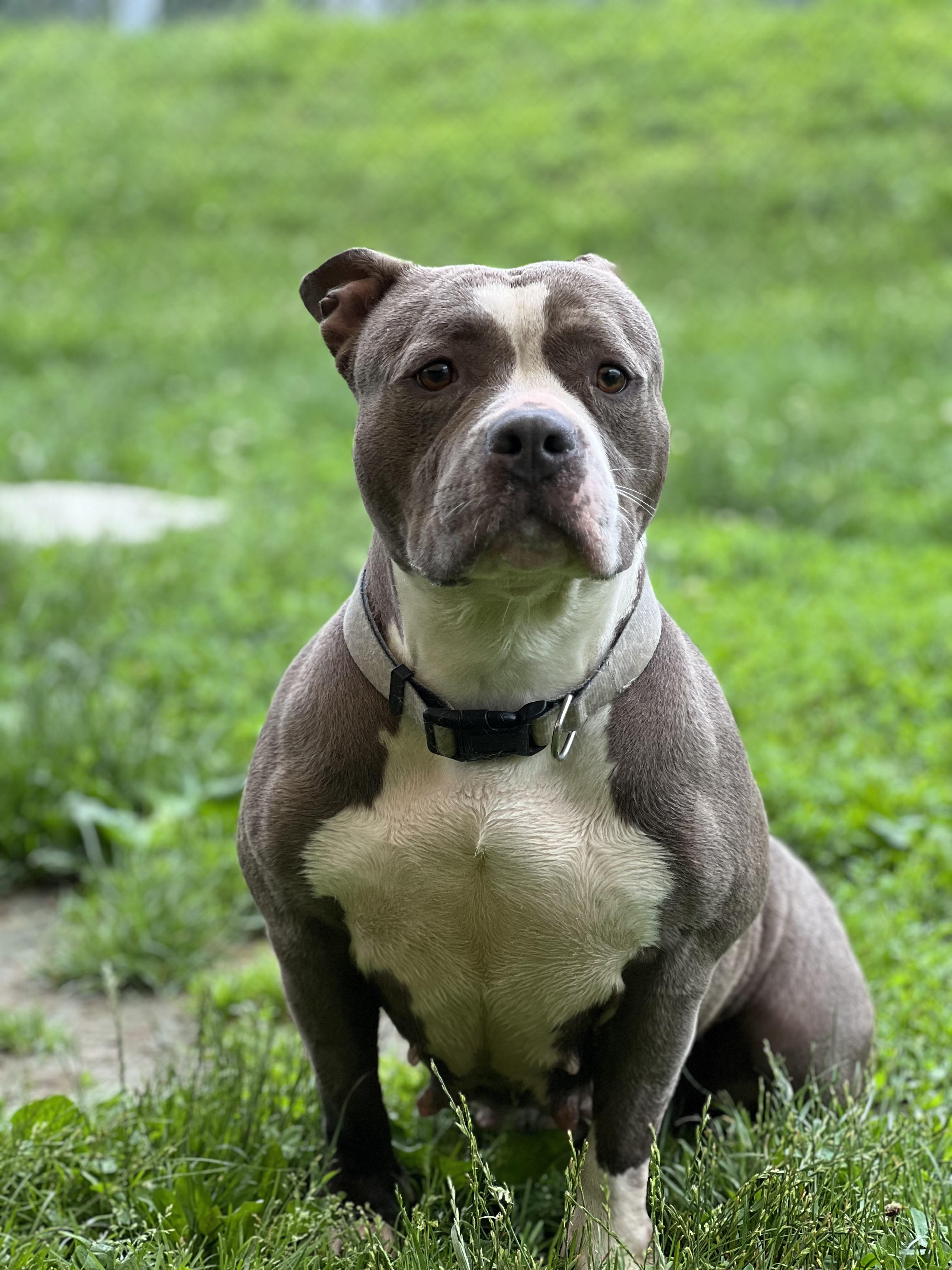 MEET LAMBCHOP The new LOWRIDER in town Lambchop has been at the Yonkers shelter for about two week