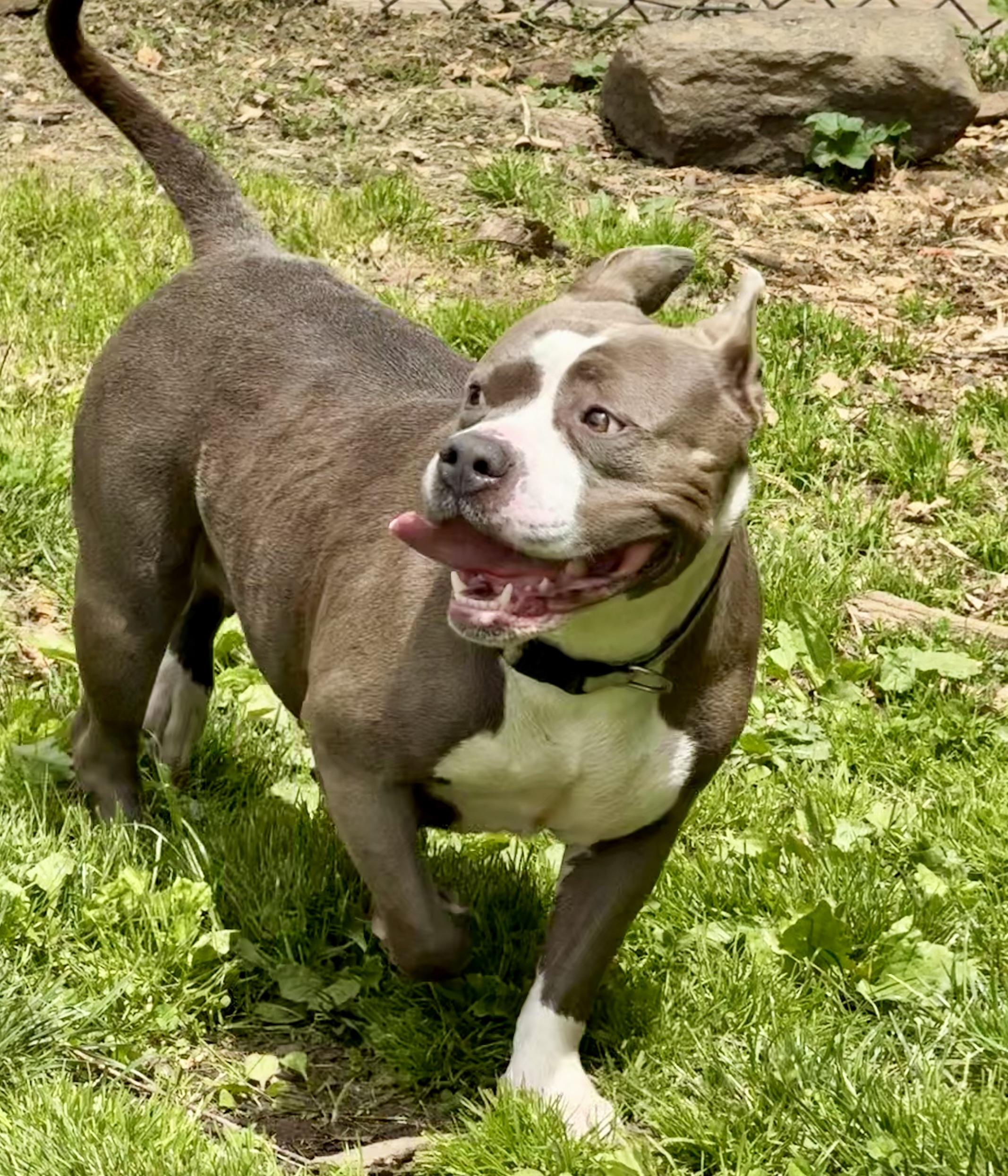 Lambchop, a Adoptable mixed breed in Yonkers, NY image 4/6